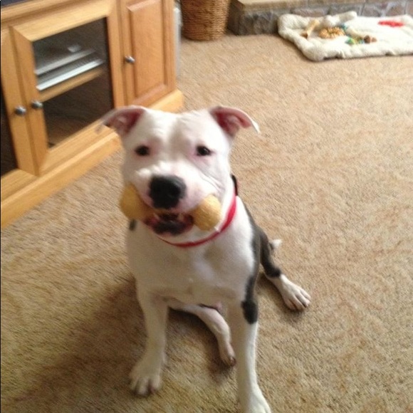 Meet your Posher, Timothy - Picture 1 of 1